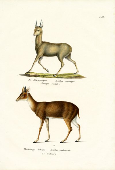 Klipspringer, 1824 - Karl Joseph Brodtmann